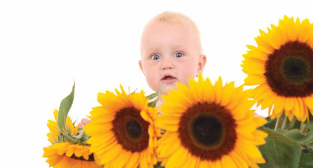 Baby behind sunflowers